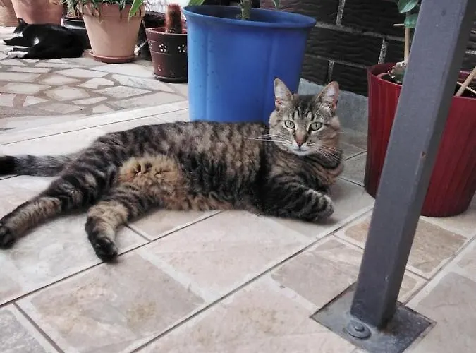 Sobe Randelj Appartement